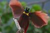 RareForestBirds (7)